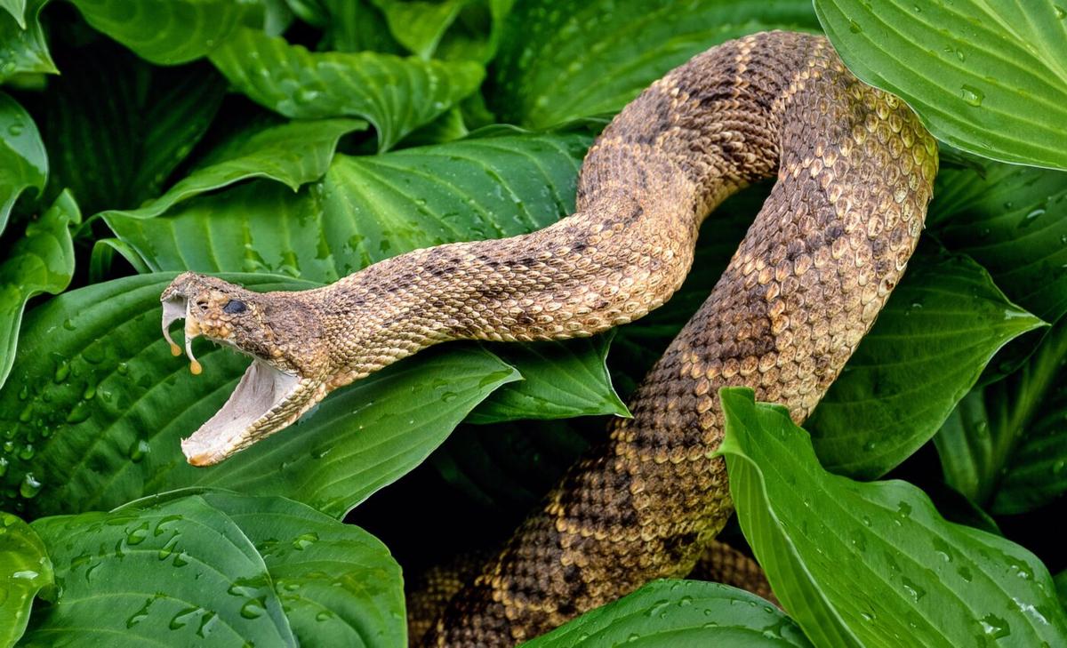 A protein in our saliva shares an origin with snake venom