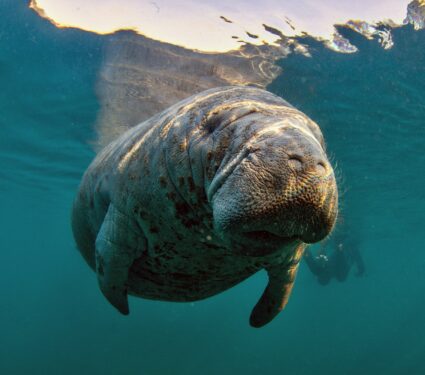 Manatees.jpg