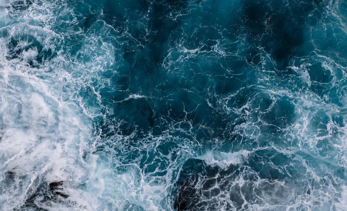 Massive groups of fish create waves to deter predators