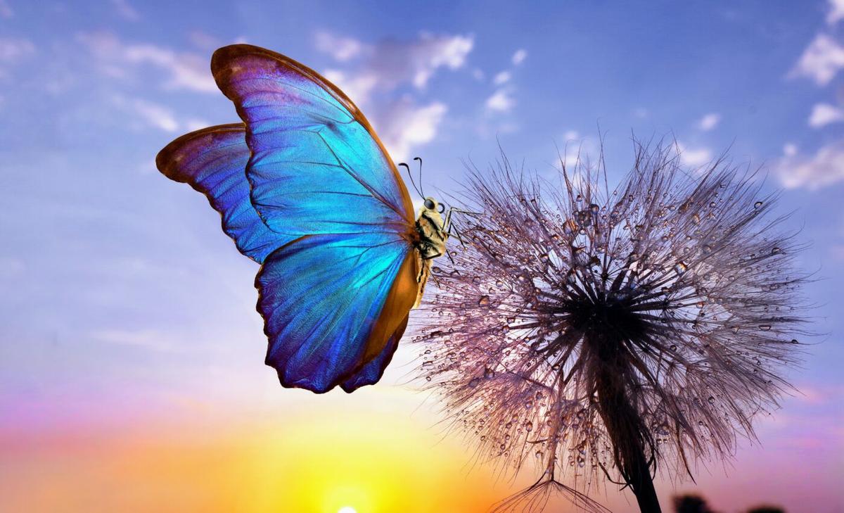 Wing transparency helps butterflies avoid predators