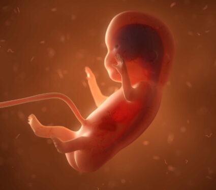 Human,Fetus,With,Internal,Organs,,3d,Illustration