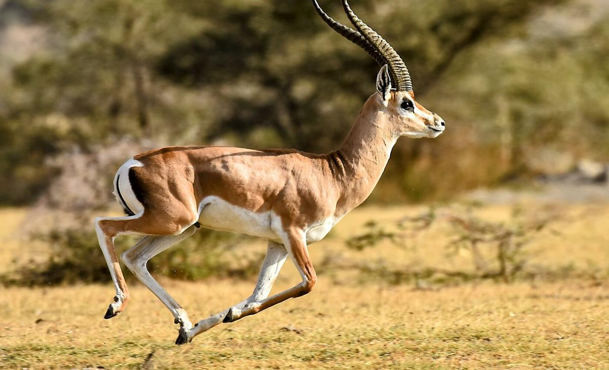 Humans hunted the largest animals to extinction for 1.5 million years
