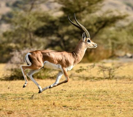 Largest-animals-2.jpg