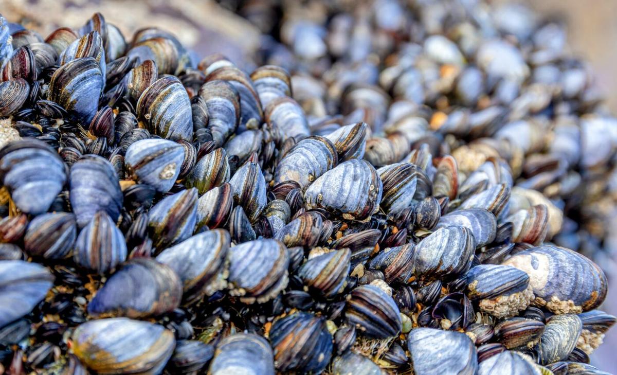 Some marine animals can shield others from climate change