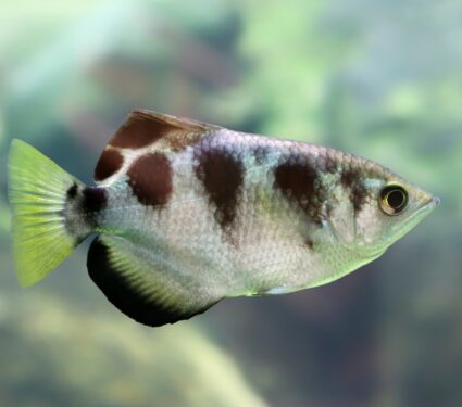 Banded-archerfish.jpg
