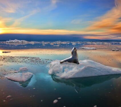Sea-ice-loss.jpg