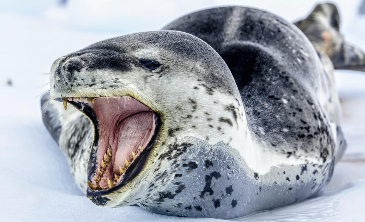 Leopard seals feed on sharks in New Zealand