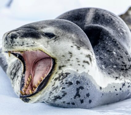 Leopard-seals.jpg