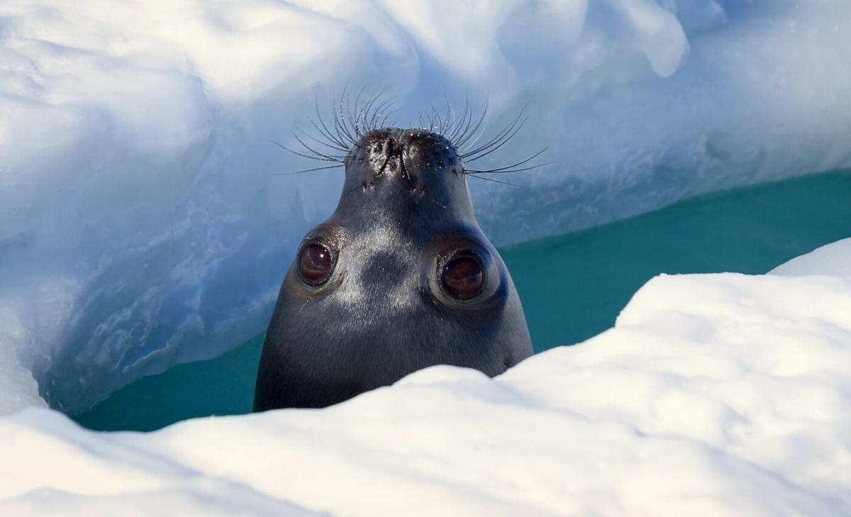 Seals can be a powerful tool for exploring ocean conditions