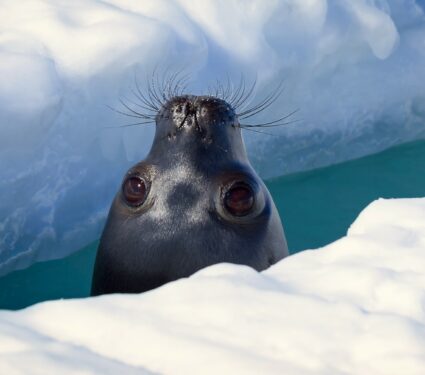 Seals.jpg