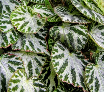 2021/12/Begonia.jpg