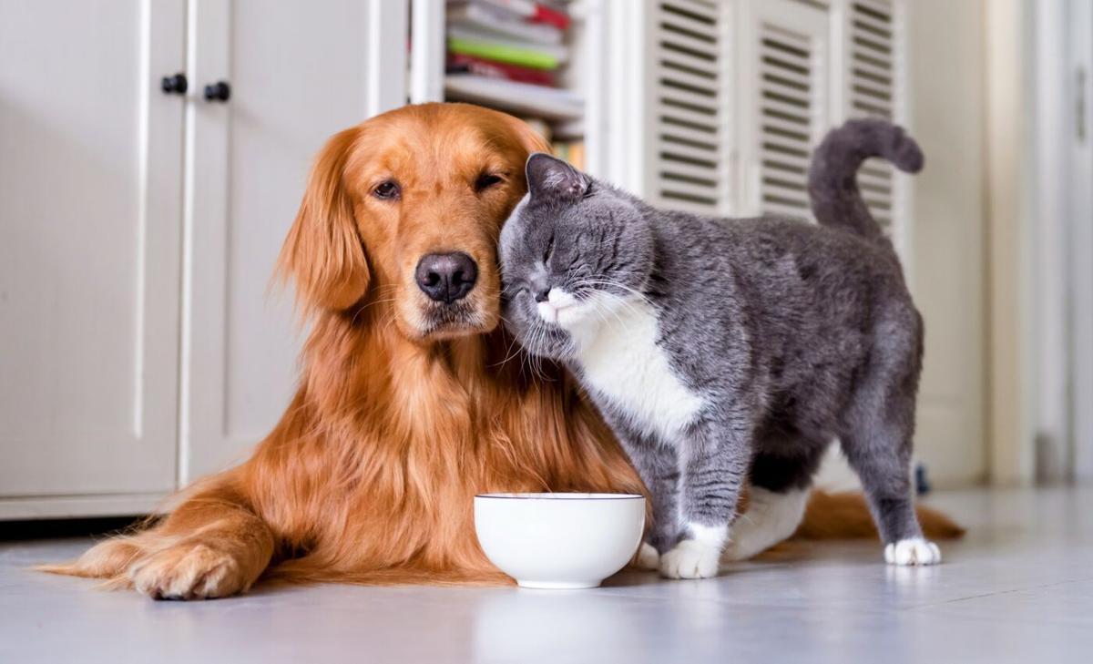 Insect-based pet food is gaining popularity