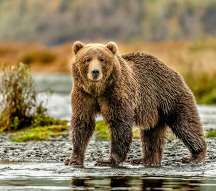 Alaska.jpg