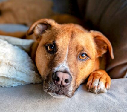 Rescue-dogs.jpg
