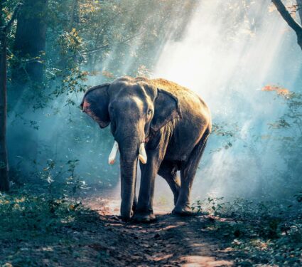 2022/01/Species-extinction.jpg