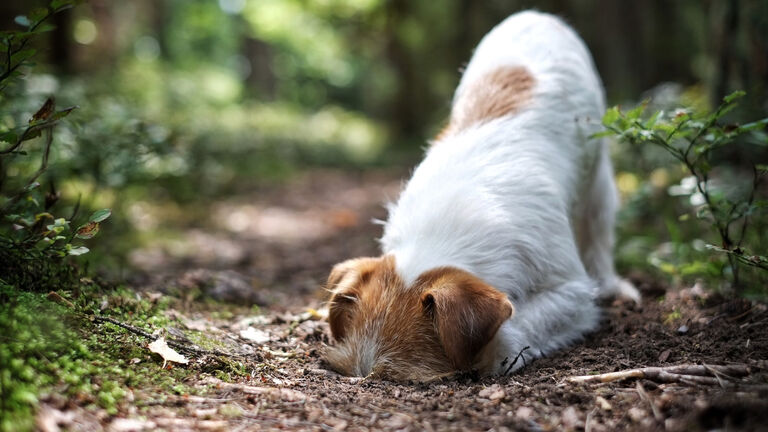 “Learned from the dogs”