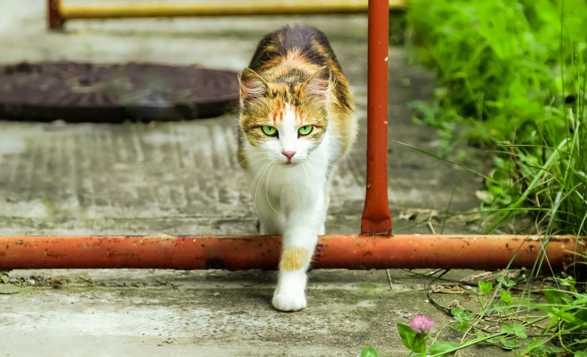 Cats are spreading the Toxoplasma parasite in urban areas