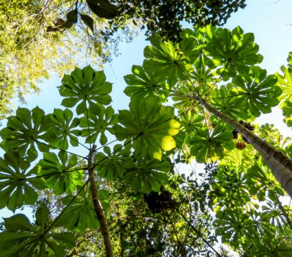 Cecropia-trees.jpg