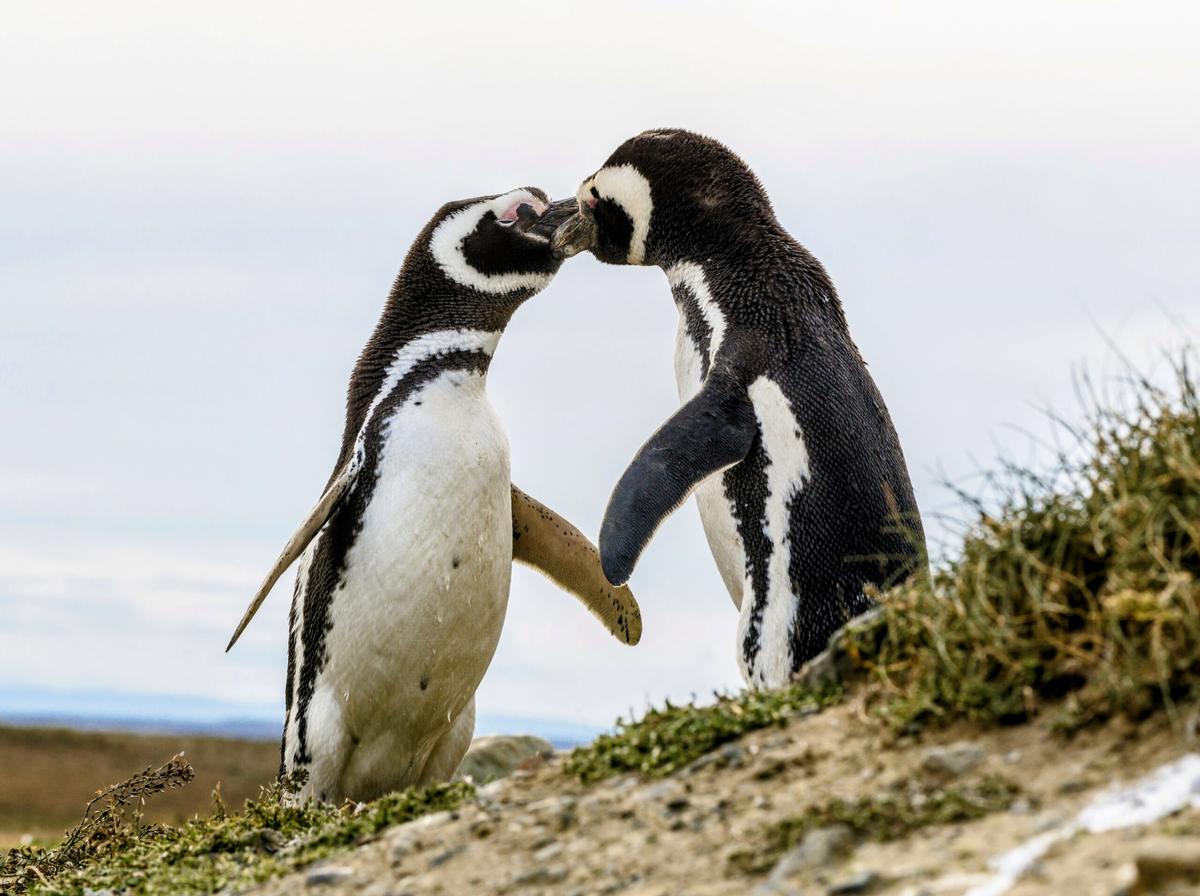Magellanic penguins were decimated by an extreme heatwave