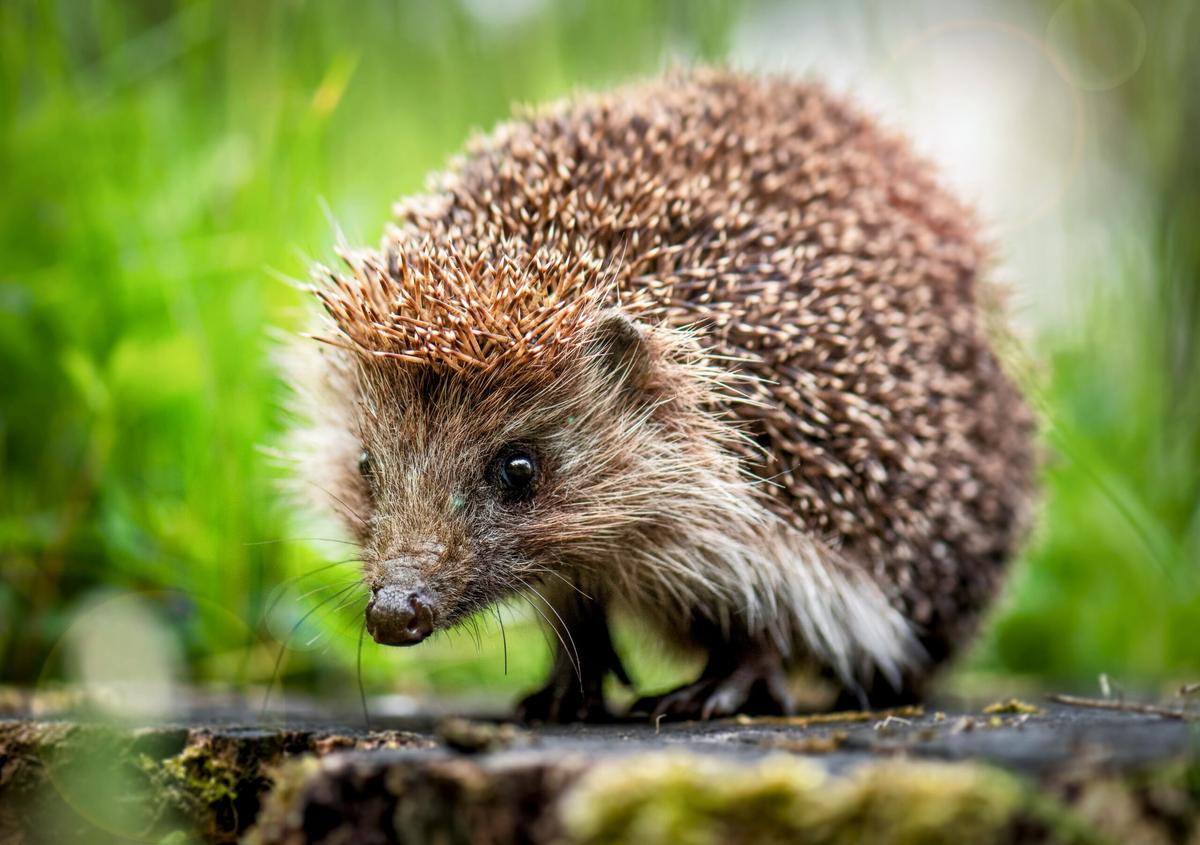 "Superbug" arose in hedgehogs long before antibiotics