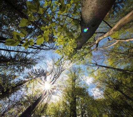 Star,Shaped,Sun,Rays,Passing,Through,The,Green,Leaves,Of