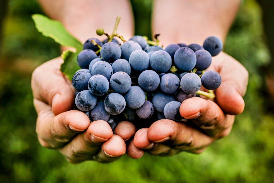 Grapes lower bad cholesterol and protect heart health