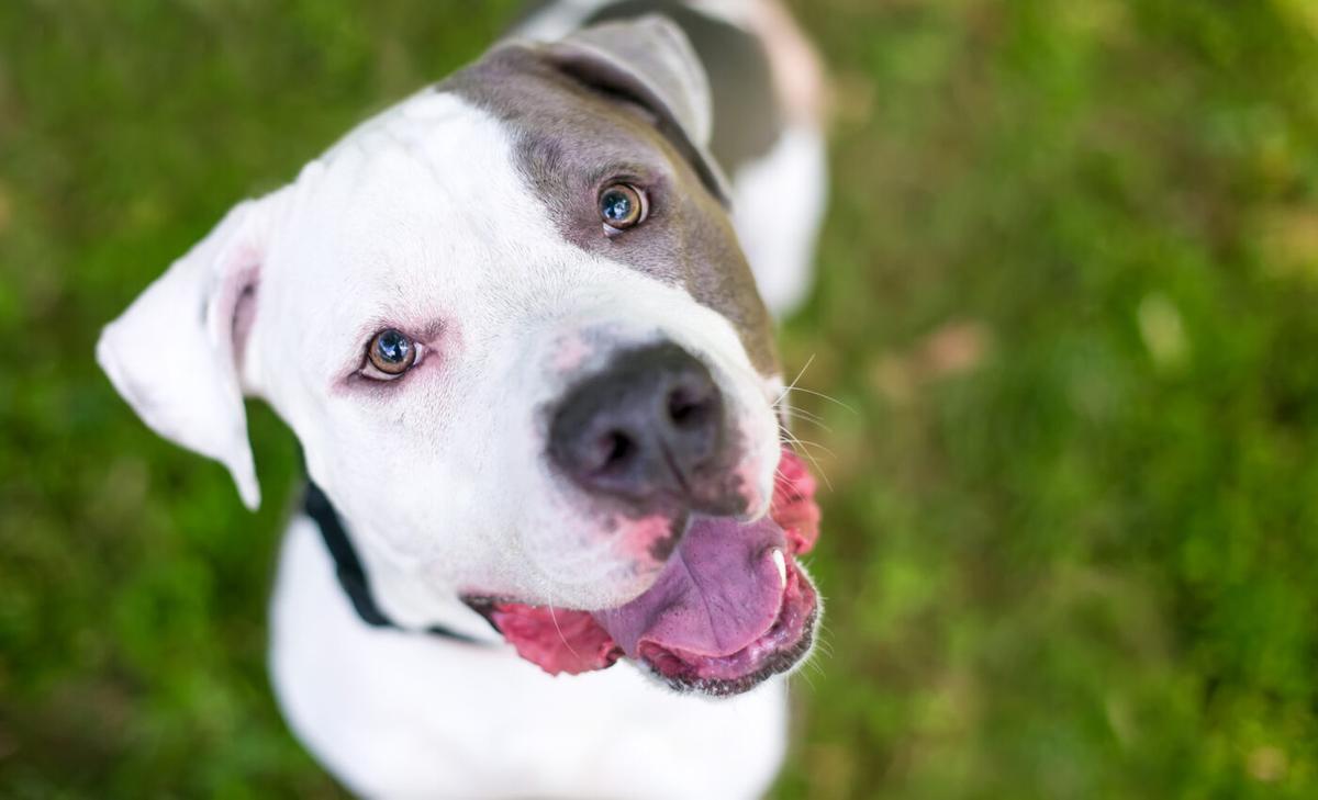Dogs can distinguish between familiar and unfamiliar languages
