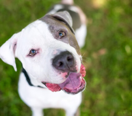 A,Happy,Gray,And,White,Pit,Bull,Terrier,Mixed,Breed