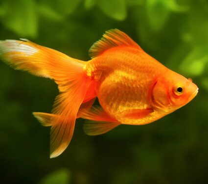 2022/01/Goldfish.jpg