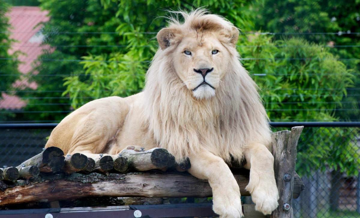 Animal diversity can be monitored through DNA in the air