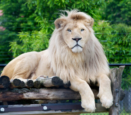 Male,White,Lion,Lying,Down