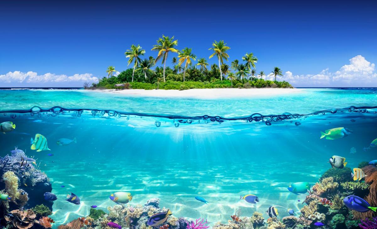 Bleached coral reefs can still supply essential nutrients