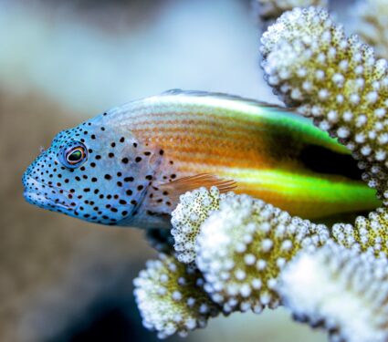 Fish.jpg