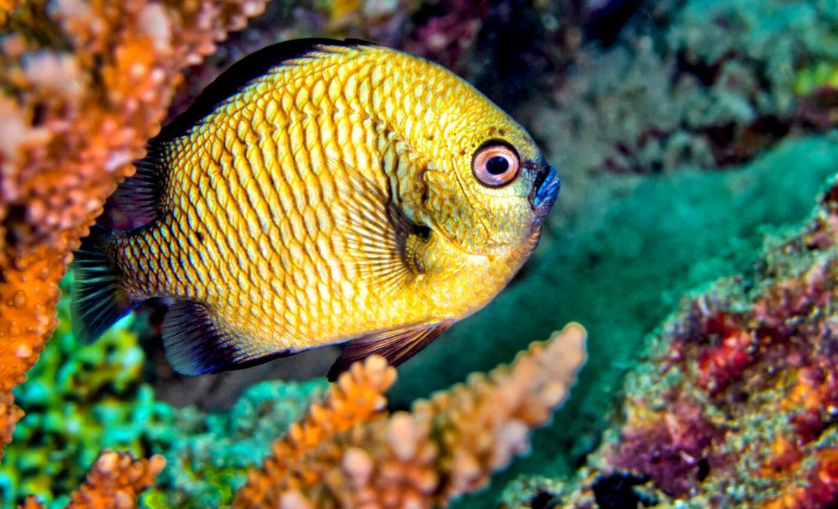 Scientists use automated method to identify fish calls