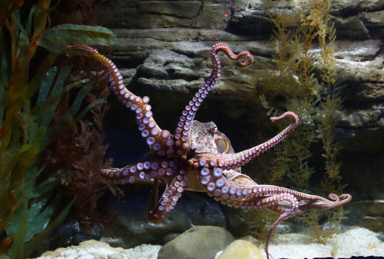 Aquatic wonders