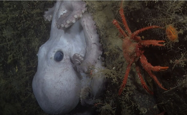 Live fast, die young