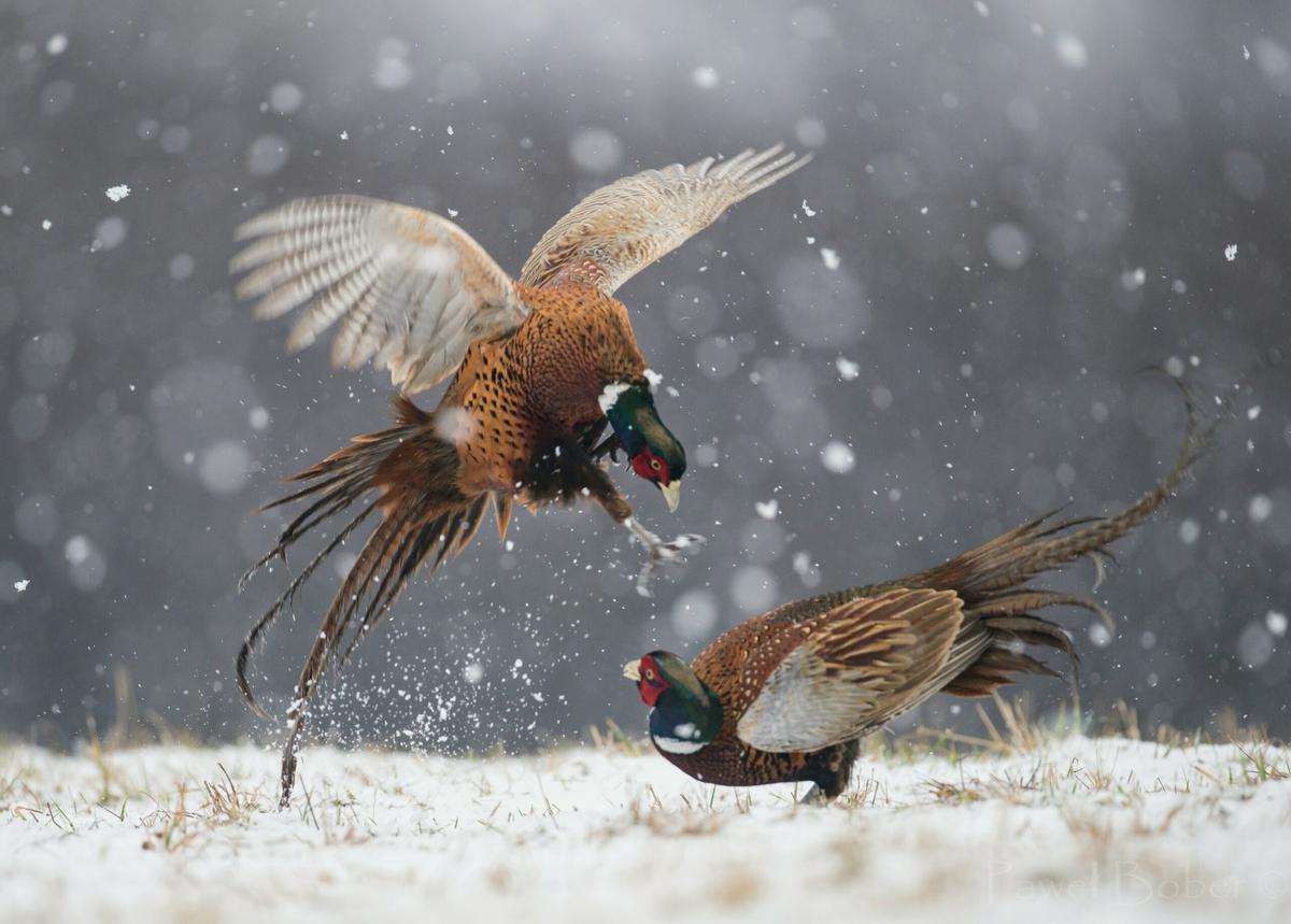 Pheasants’ heads literally cool off as they prepare to fight