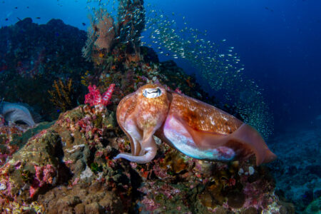 Octopus,Laying,Eggs,In,Underwater,Around,Coral