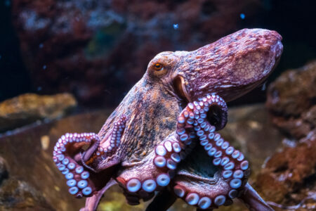 Octopus,In,Water