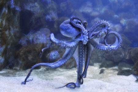 Octopus,In,An,Aquarium,,Closeup,View