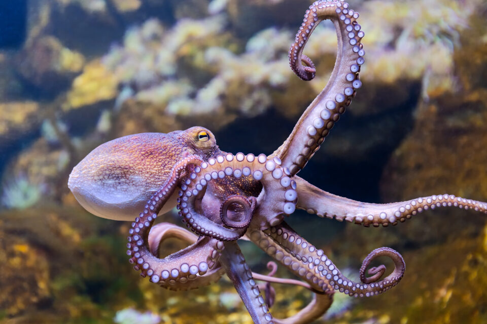 Scientists Spotted An Octopus ‘Guarding’ Something, And Then They Realized Why