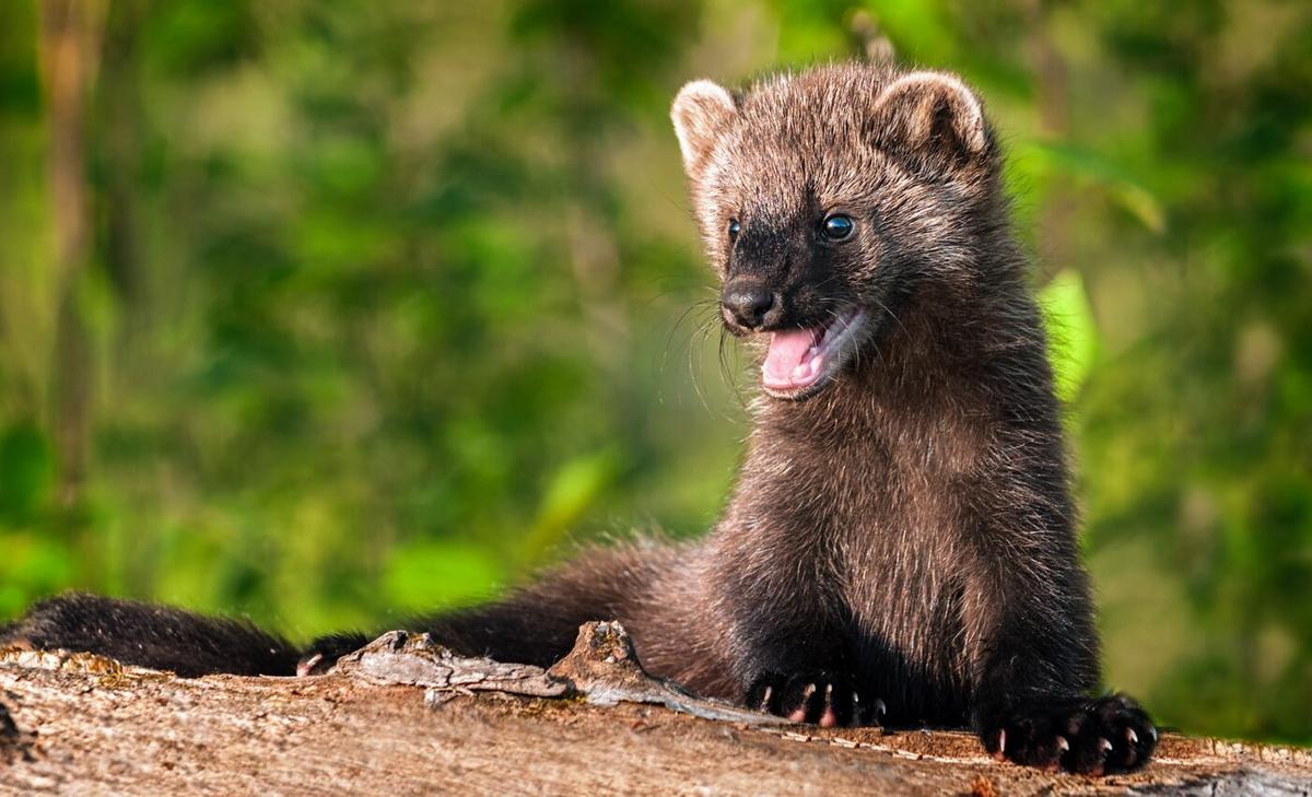 Fisher populations will struggle to survive increasing wildfires