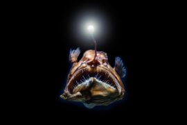 Deep-sea,Stingray