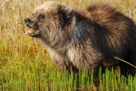 2022/01/12...brownbear-768w.jpg