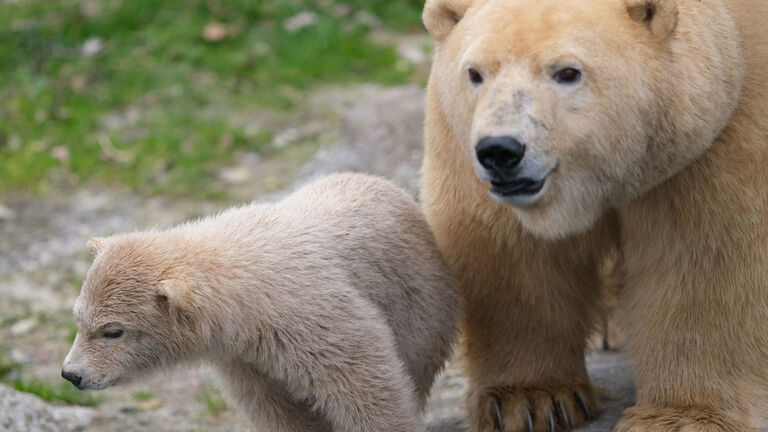 Polar Bear Species Survival Plan