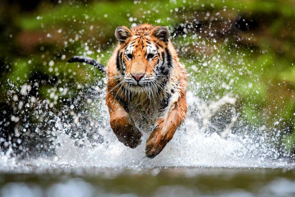 The U.S. plays a major role in the illegal tiger trade