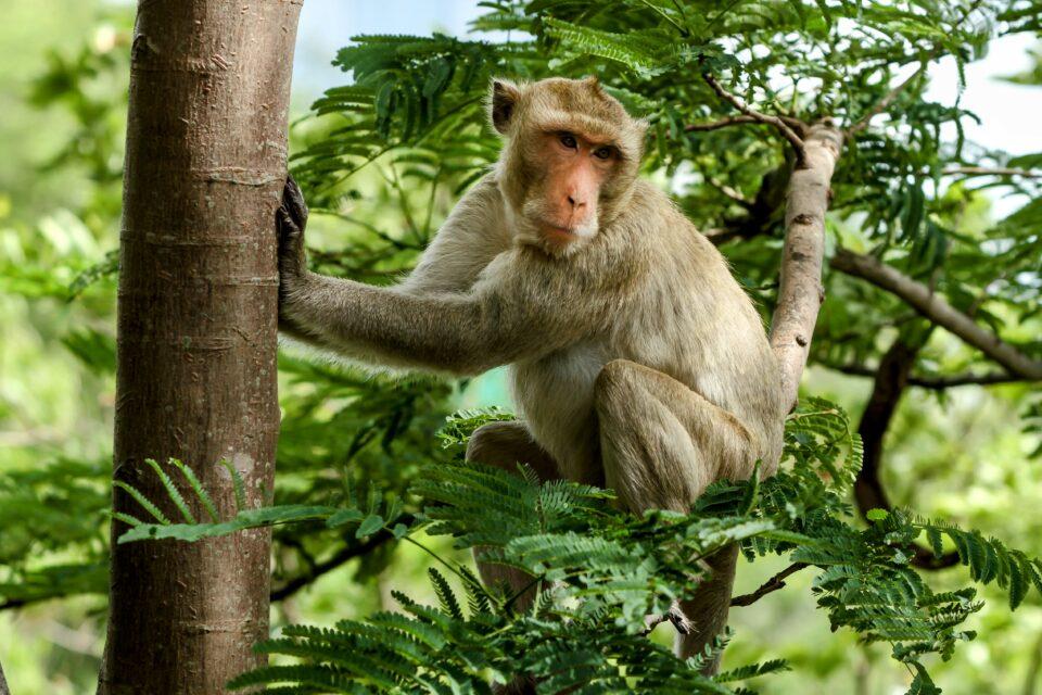 Some plants won't survive the loss of seed-dispersing animals