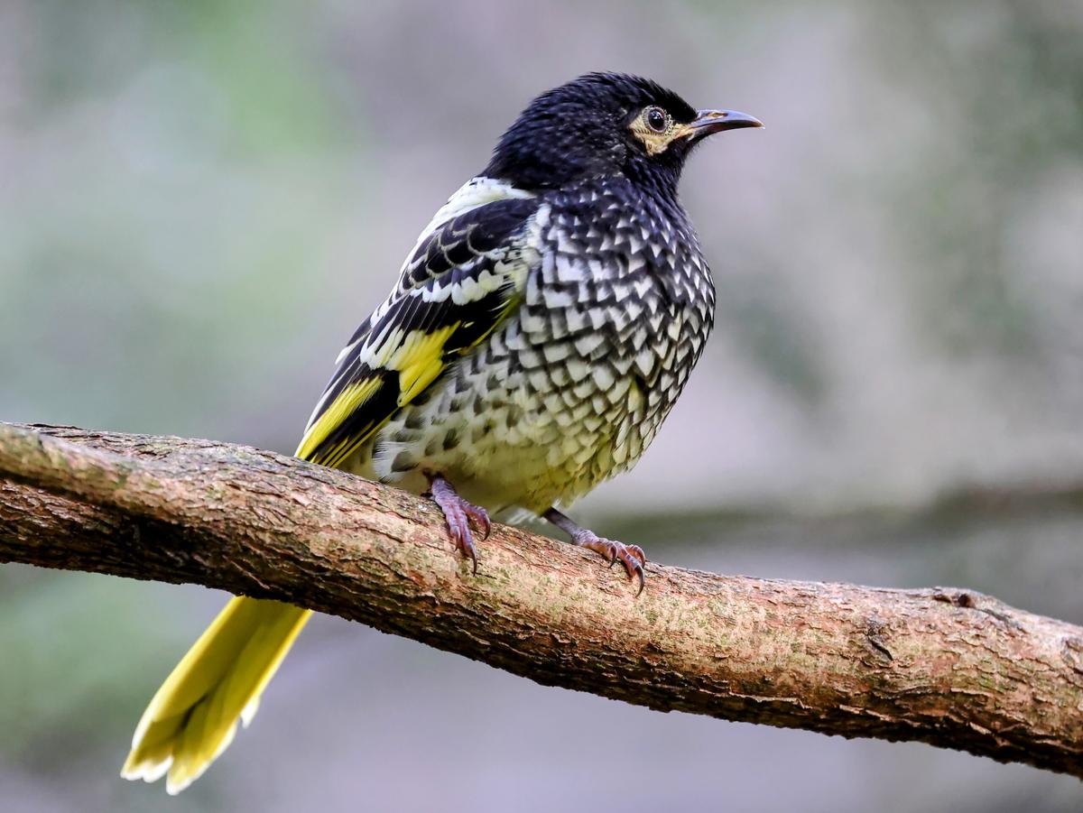 How can we save the regent honeyeater from extinction?