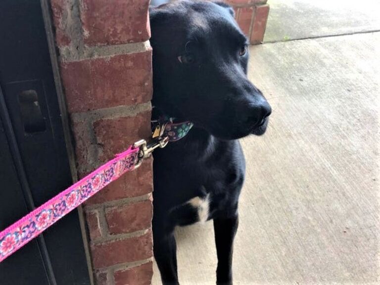 Fear of the vet