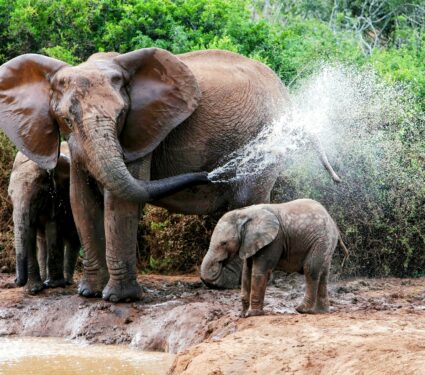 Watering-hole.jpg